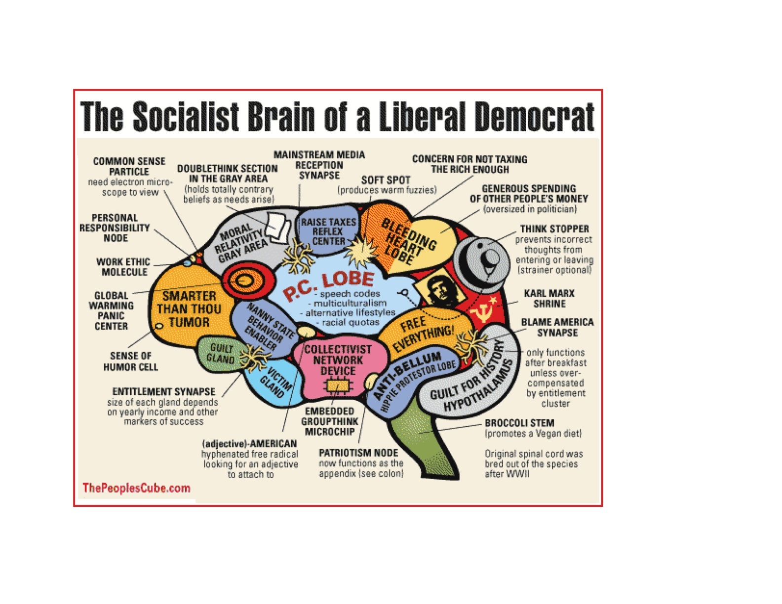 brain