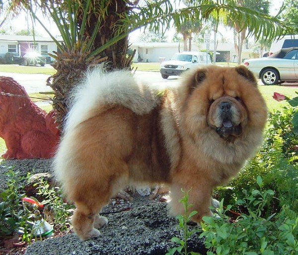 chow