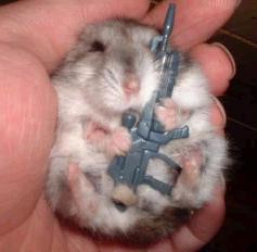 look out for hammy!